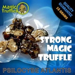 A close-up of Atlantis magic truffle, known for its potent strength and visual hallucinatory effects.