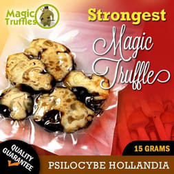 A vibrant image of Hollandia magic truffle, prized for its strong visual hallucinations and potency