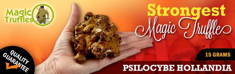 Magic truffles Hollandia