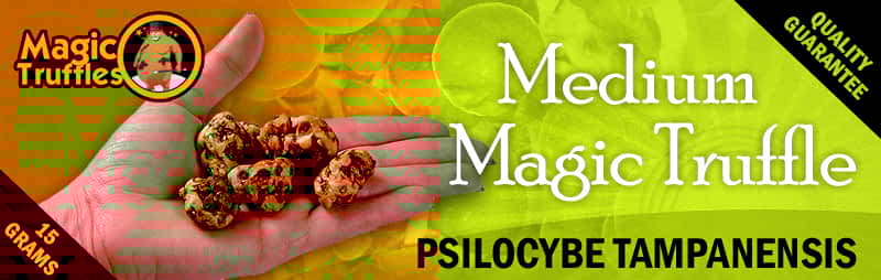 Magic truffles Tampanensis