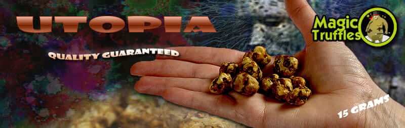 Magic truffles Utopia